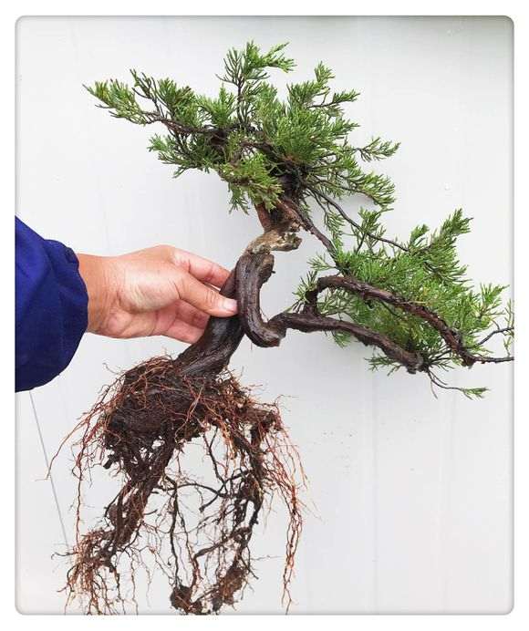 一颗百年小真柏下山桩换盆的方法 图片