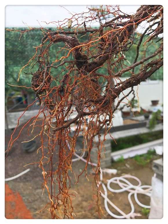 一颗百年小真柏下山桩换盆的方法 图片