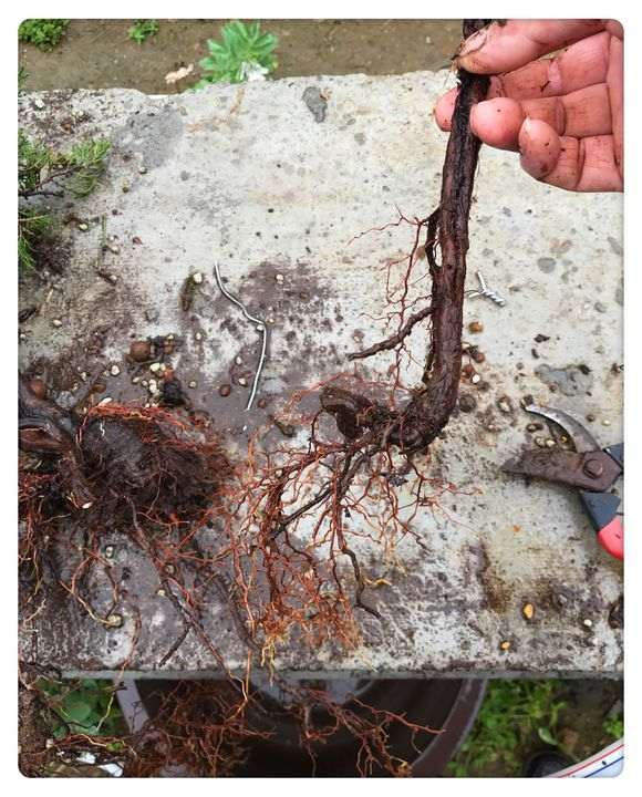 一颗百年小真柏下山桩换盆的方法 图片