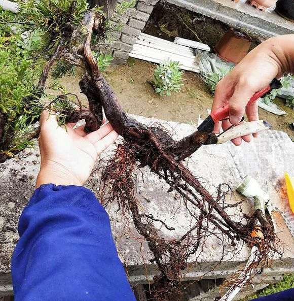 一颗百年小真柏下山桩换盆的方法 图片