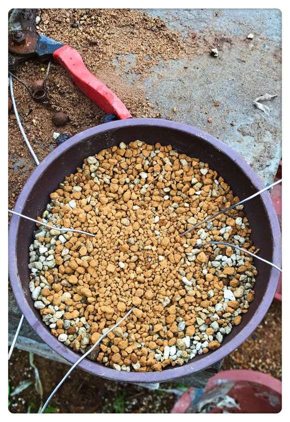 一颗百年小真柏下山桩换盆的方法 图片