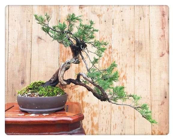 一颗百年小真柏下山桩换盆的方法 图片