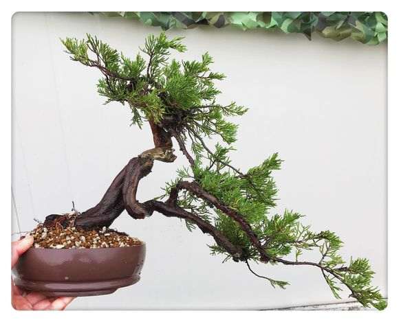 一颗百年小真柏下山桩换盆的方法 图片