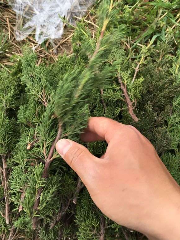 真柏下山桩在季节怎么换盆最好 图片