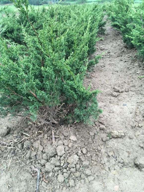 真柏下山桩在季节怎么换盆最好 图片