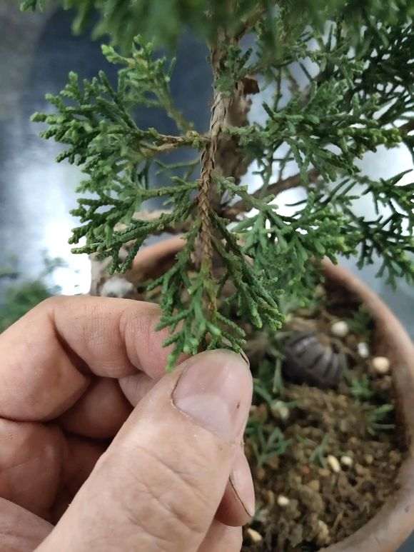 我这样修剪真柏下山桩对吗 图片