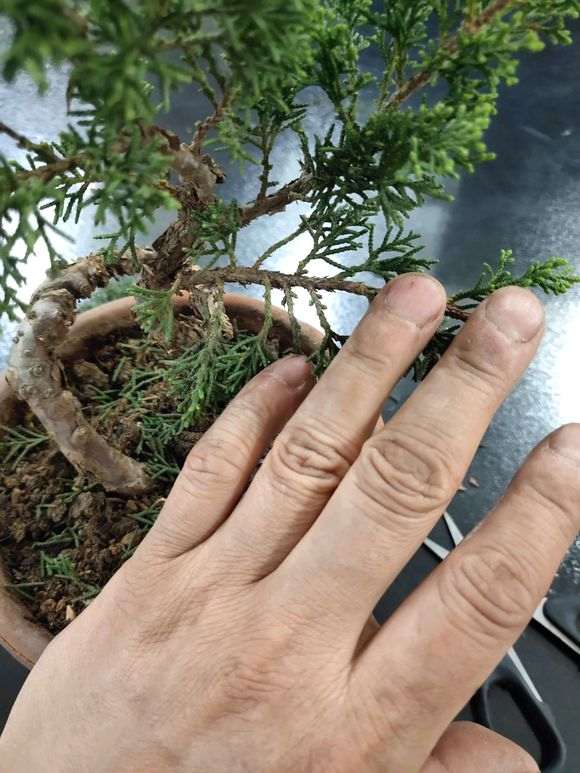 我这样修剪真柏下山桩对吗 图片