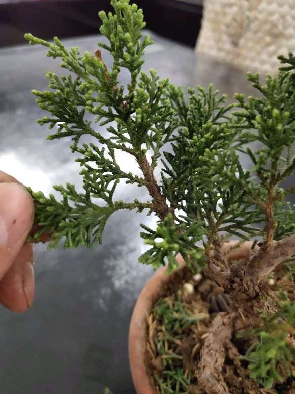 我这样修剪真柏下山桩对吗 图片