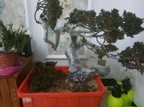 为什么纯沙养的下山桩 还叶子枯萎