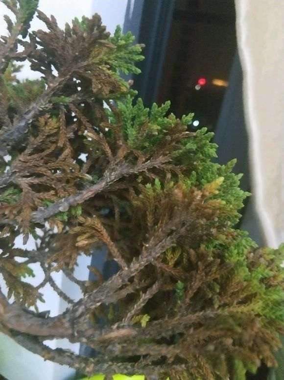 为什么纯沙养的下山桩 还叶子枯萎