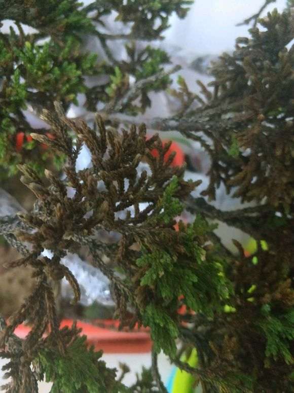 为什么纯沙养的下山桩 还叶子枯萎