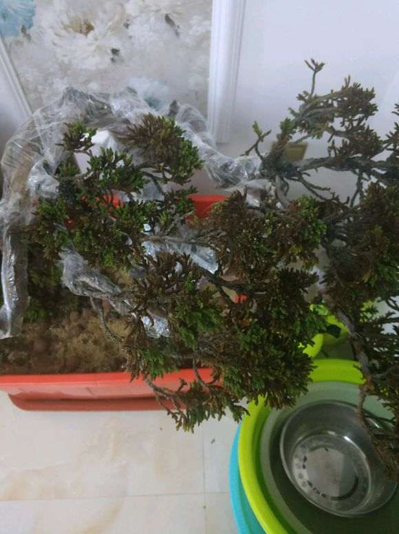 为什么纯沙养的下山桩 还叶子枯萎