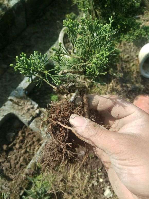 真柏下山桩小苗怎么造型的方法