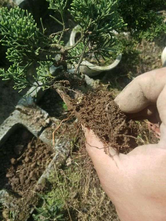 真柏下山桩小苗怎么造型的方法
