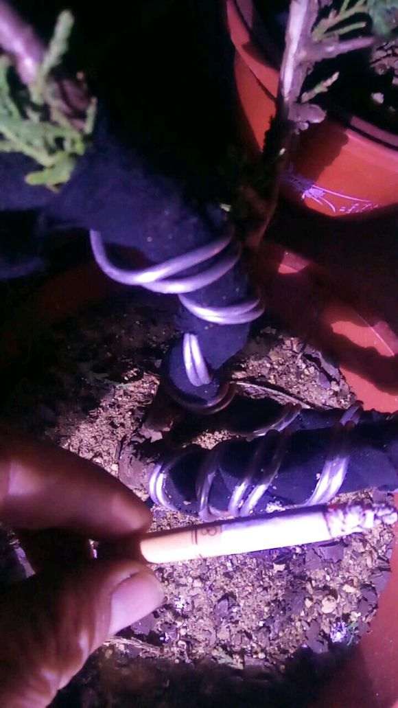真柏下山桩小苗怎么造型的方法