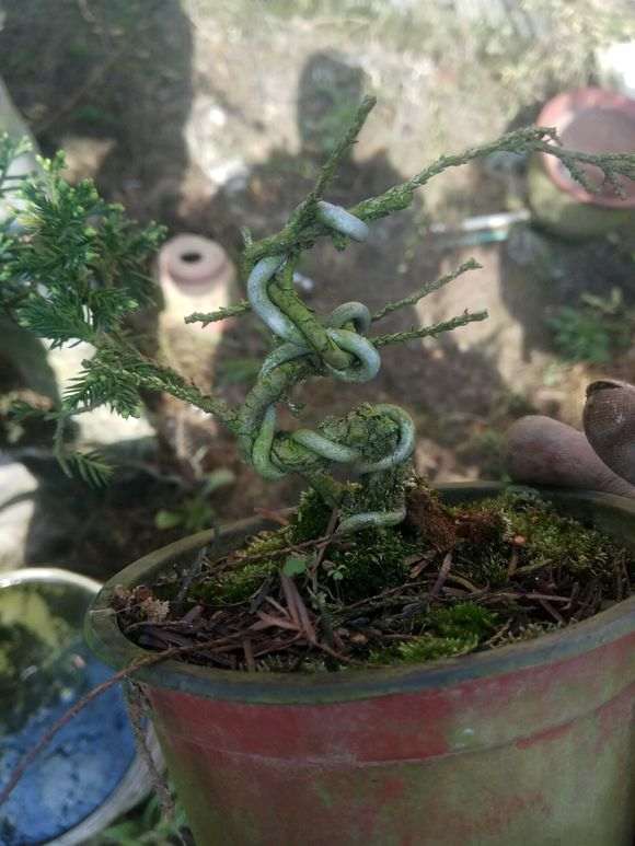真柏下山桩小苗怎么造型的方法