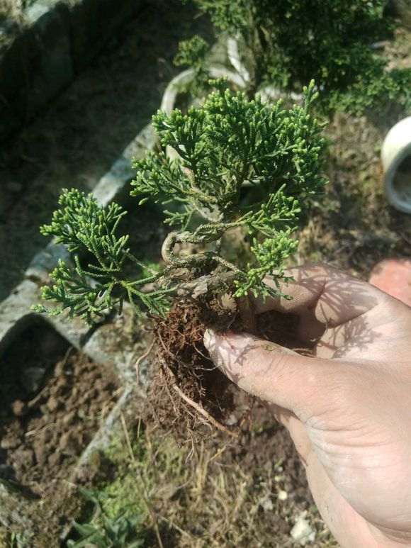 真柏下山桩小苗怎么造型的方法