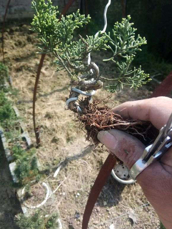 真柏下山桩小苗怎么造型的方法