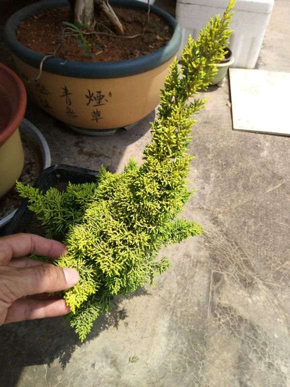 黄金真柏下山桩哪个品种好