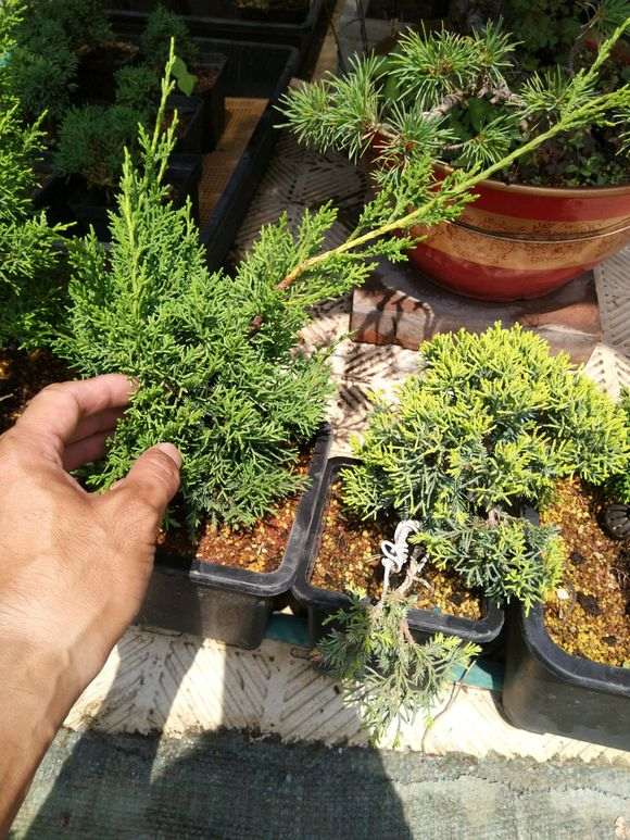 黄金真柏下山桩哪个品种好