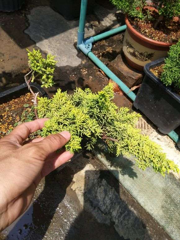 黄金真柏下山桩哪个品种好