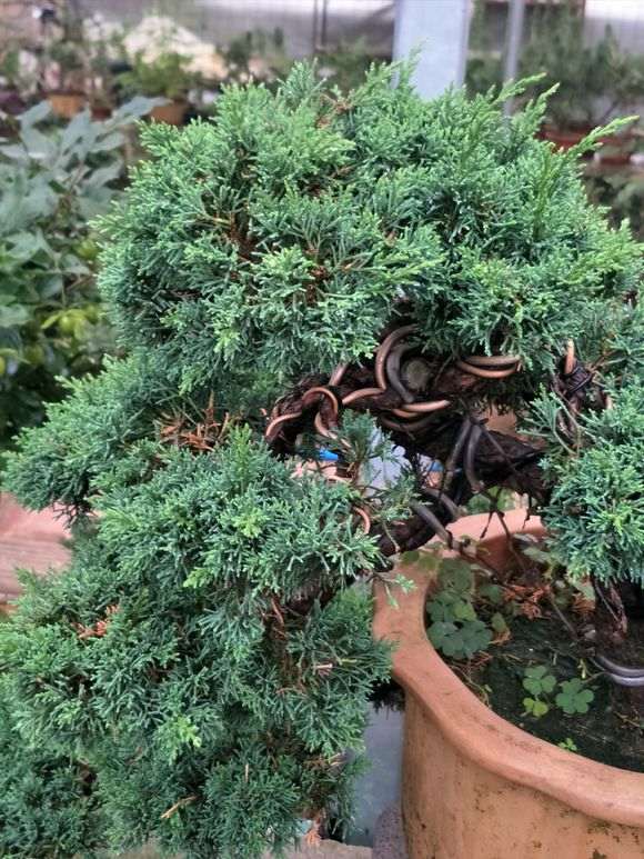 真柏下山桩在夏季可以放在室外直晒吗