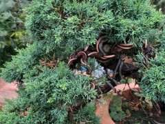 真柏下山桩在夏季可以放在室外直晒吗