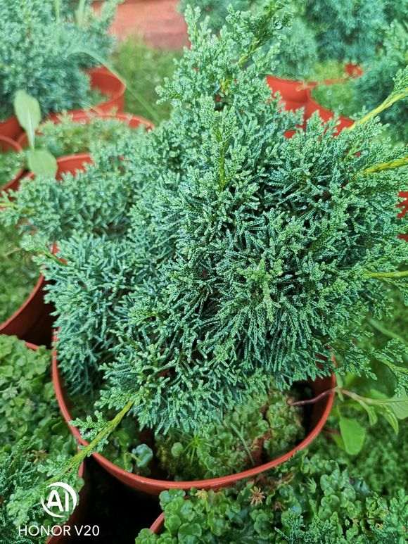 珍珠柏下山桩的叶尖枯萎 怎么办 图片