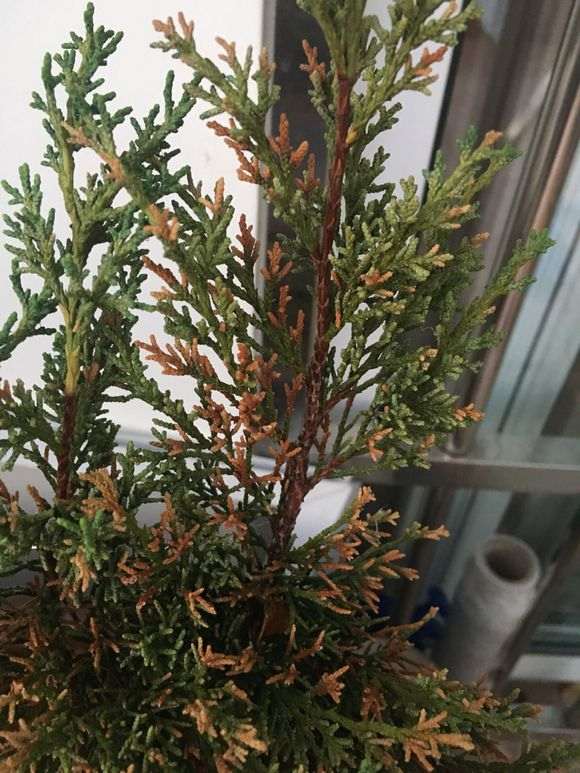 珍珠柏下山桩的叶尖枯萎 怎么办 图片