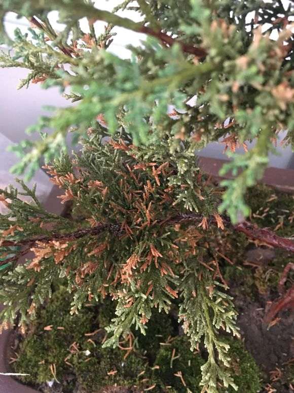 珍珠柏下山桩的叶尖枯萎 怎么办 图片