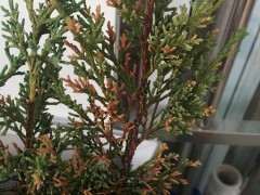 珍珠柏下山桩的叶尖枯萎 怎么办 图片