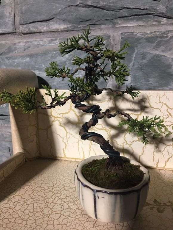 系鱼川真柏下山桩可以上玉肥吗 图片