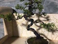 系鱼川真柏下山桩可以上玉肥吗 图片