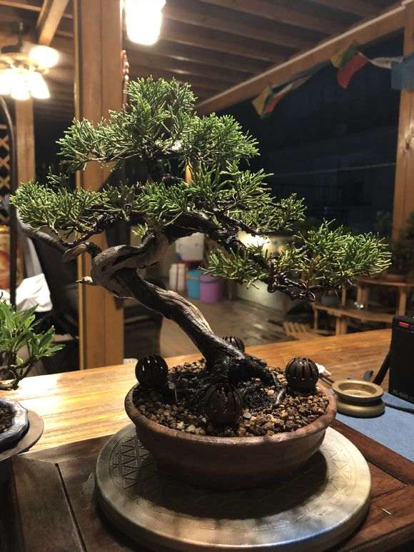 真柏下山桩春天才能换盆吗