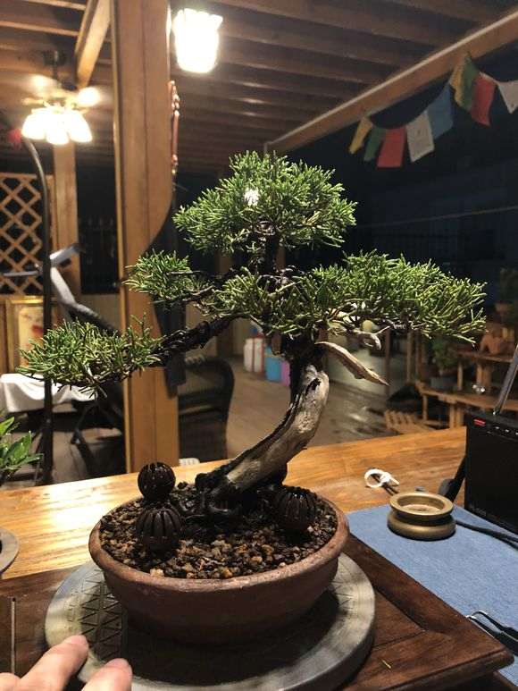 真柏下山桩春天才能换盆吗