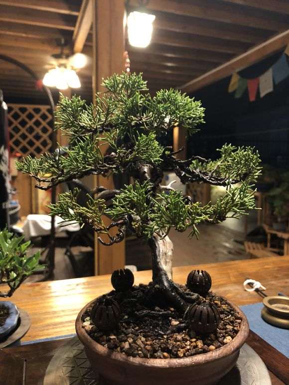 真柏下山桩春天才能换盆吗