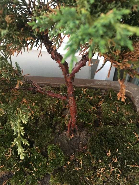 真柏下山桩春天才能换盆吗