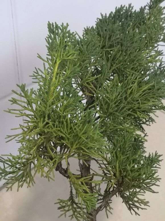 真柏下山桩的叶子发黄了是怎么回事