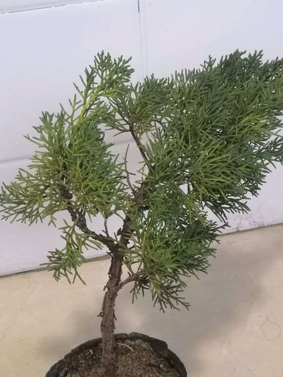 真柏下山桩的叶子发黄了是怎么回事