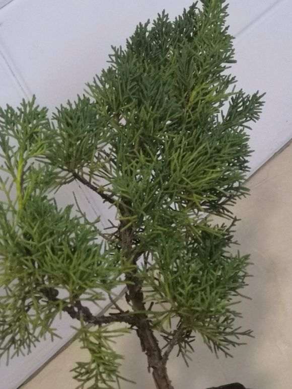 真柏下山桩的叶子发黄了是怎么回事