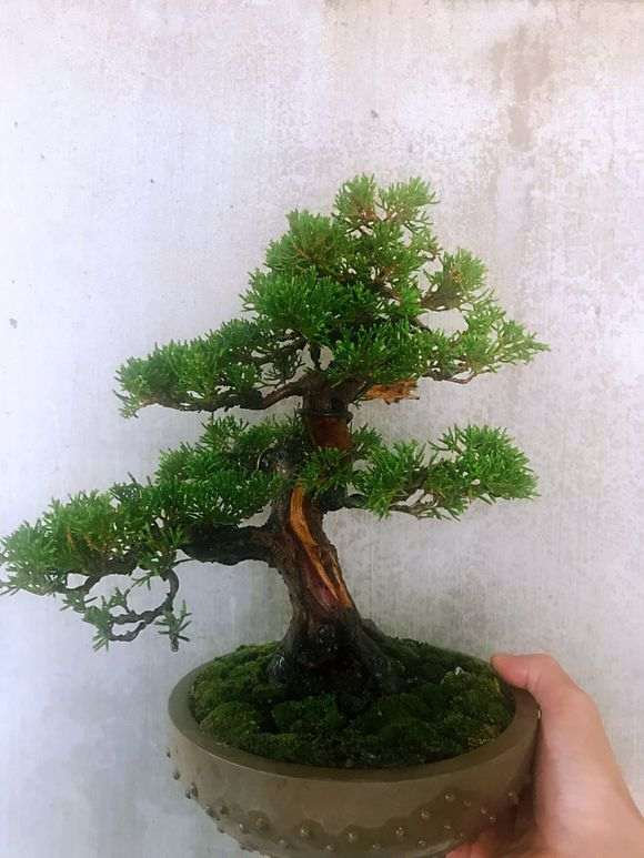 这个真柏下山桩还需要做舍利么