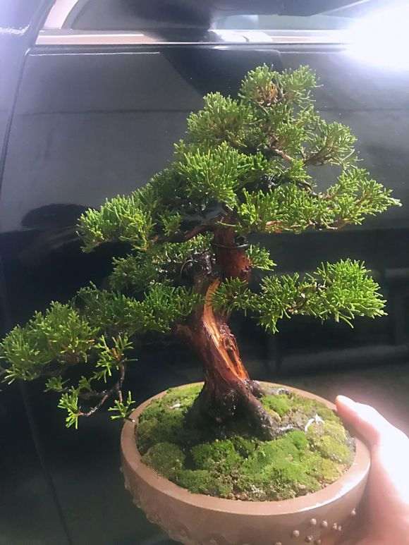 这个真柏下山桩还需要做舍利么