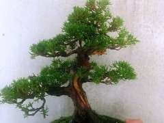 这个真柏下山桩还需要做舍利么 图片