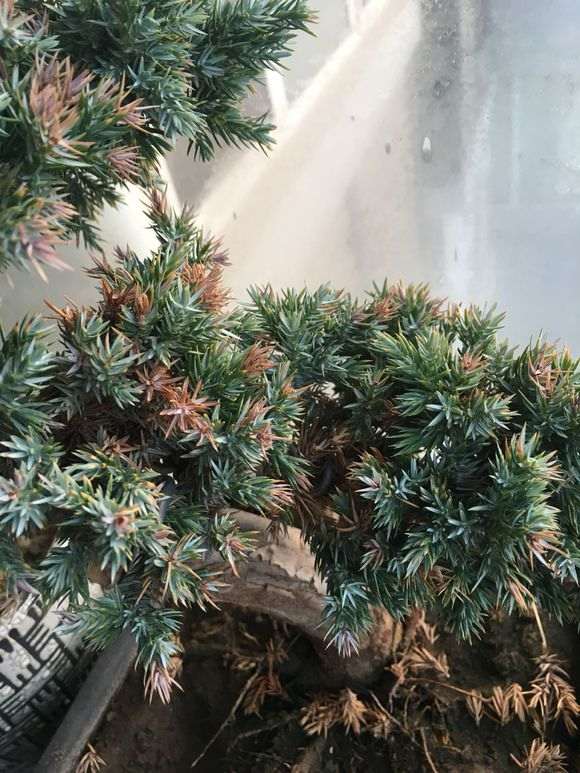 柏树下山桩的叶子尖变黄了 怎么办 图片