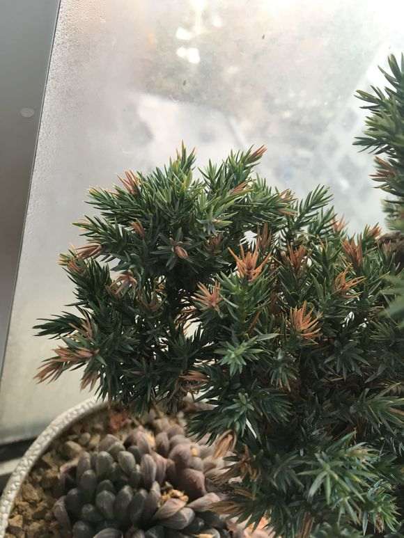 柏树下山桩的叶子尖变黄了 怎么办 图片