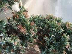 柏树下山桩的叶子尖变黄了 怎么办 图片