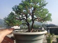 雾松到底是属于松树 还是柏树下山桩