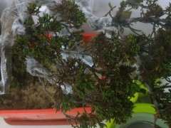 柏树下山桩叶子大面积黄 怎么办 图片