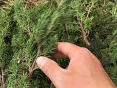 真柏下山桩在季节怎么换盆最好 图片