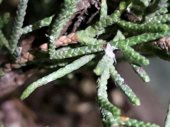 真柏下山桩得了什么病虫害 图片